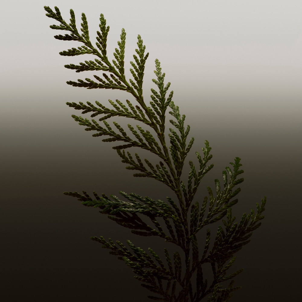 Hero, Parfum