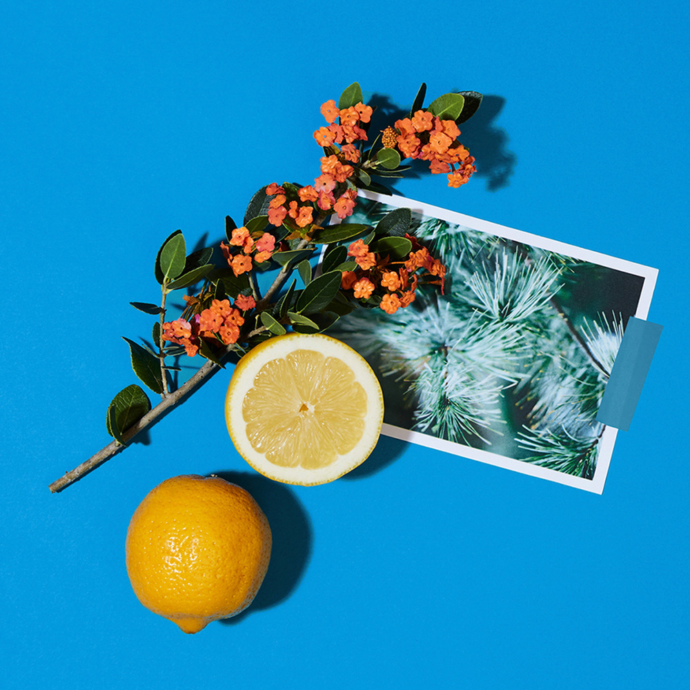 Love Osmanthus, EdC